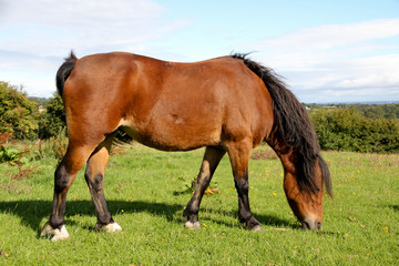 Fat bay pony eating grass in field increasing its risk of catching laminitus.
