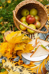Naklejka na ściany i meble picnic with sandwiches and a basket of apples in the autumn garden