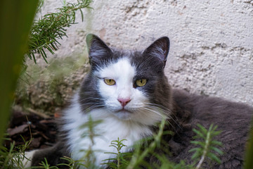 Portrait de chat
