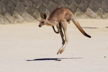 イースタングレーカンガルー © snowdrop