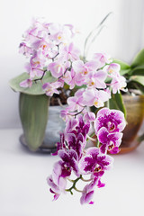Fototapeta na wymiar Beautiful rose spotted orchid. 