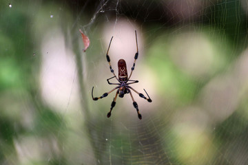 Uma grande aranha vivendo a céu aberto.