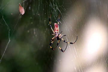 Uma grande aranha vivendo a céu aberto.