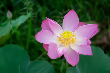 Pink lotus flower on the pond at sunrise