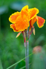 Beauty canna lilly flower in a tropical garden