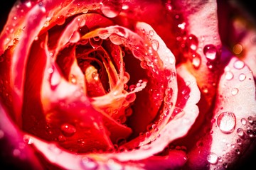 Closeup of colorful roses with drops of water, dark tone, selective focus 