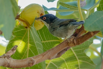 Sardinian Warbler on a warm and beautiful summer day