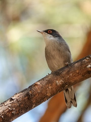 Sardinian Warbler on a warm and beautiful summer day