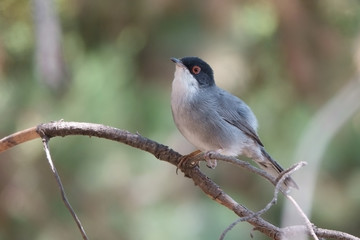 Sardinian Warbler on a warm and beautiful summer day