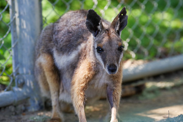 イエローフーテッドロックワラビー
