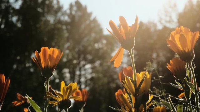 calendula. marigold medicinal flowers with sun flare swing in the wind. blurred background. flying insect in the background.