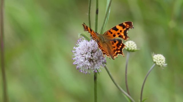 Butterfly Comma (Polygonia c-album) is on a purple flower