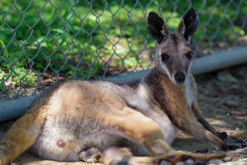 イエローフーテッドロックワラビー