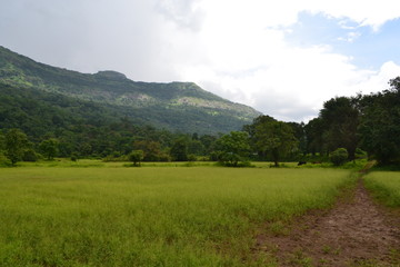 landscape with green field and blue sky