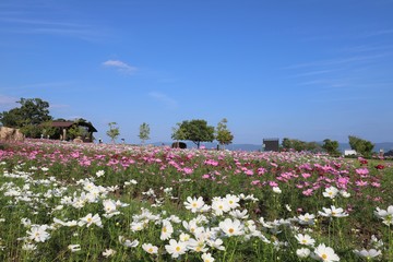 Fototapeta na wymiar 奈良のコスモス畑