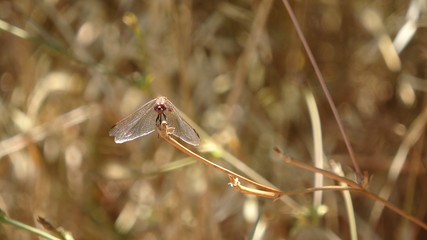 Dragonfly on sunny countryside background