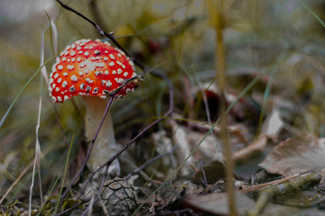 autumn mushroom