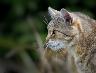 Katze schleicht sich an