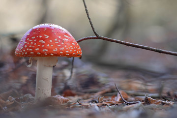 autumn mushroom