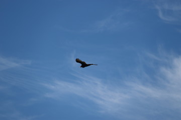 Vulture looking for lunch