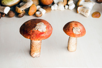 boletus mushrooms with aspen leaves on red heads in the studio