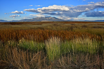 Wild grasses and Reeds in wetlands with the backdrop of Blanca Peak, sacred to the Navajo People,...