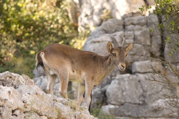 Iberian ibex in the wilderness. Spain.