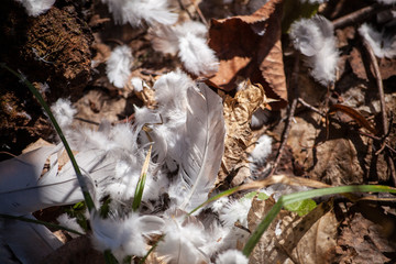 Feathers in the forest. White feathers from a bird. Background with feathers.