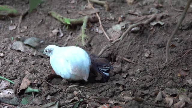 small tailless birds partridges dig nests in the ground