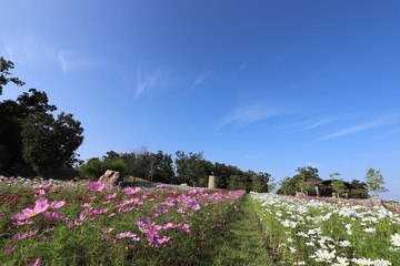 奈良のコスモス畑