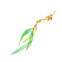 Watercolor illustration of a silver tree branch isolated on white background