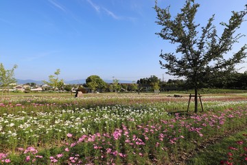 奈良のコスモス畑