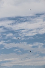 birds flying in the sky with clouds