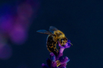 bee on a flower on purple background