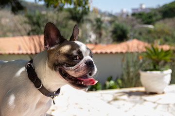 Pet Dog