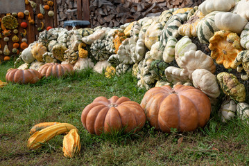 Lot of pumpkin different forms on grass
