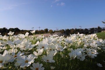 奈良のコスモス畑