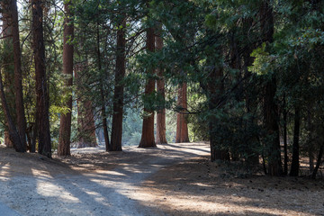 camino entre árboles en Yosemite