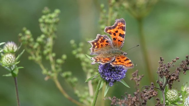 Butterfly Comma (Polygonia c-album) is on a purple flower