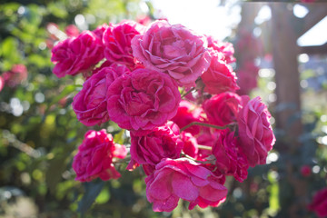 Rosa Rosen gegen Sonne