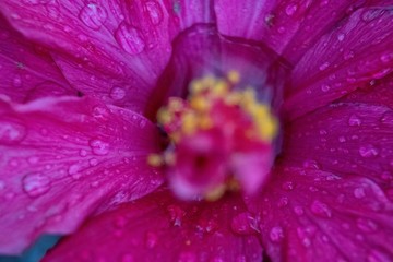 Detail of textures in nature, drops on pink flower