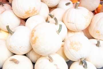 White pumpkins with green stems, holidays, halloween