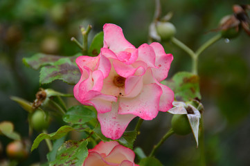 beautiful pink rose flower in autumn