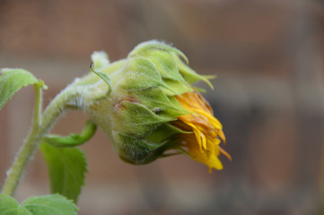 Close up of a dying sunflower