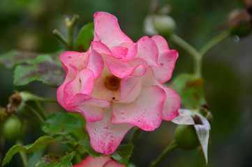 beautiful pink rose flower in autumn