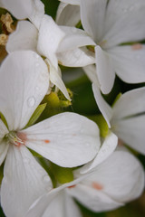 Detail of textures in nature, drops on white flowers