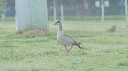Goose