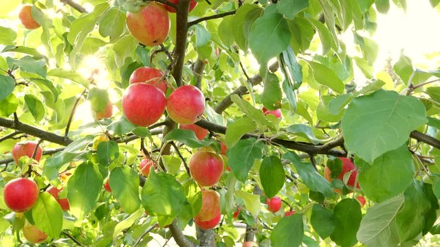 Organic red apples on the apple tree. Gimbal shot of apple brach with sun beaking though leaves. 4K, UHD