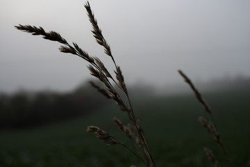 Weizenhalm mit Nebel im Hintergrund