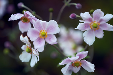 Japanese anemones in the autumn garden. Blurred background, close up